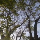 풍양 율치 느티나무 이미지