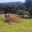 월성박씨종중묘역 이미지