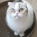 냥집사 | 대전 2026년 펫페어 냥집사의 부스들 및 구매 후기