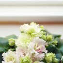 바이올렛 이미지