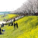 강서낙동강30리 벚꽃축제 2019 이미지
