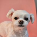 오락반장요미 이미지