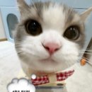 렛츠고