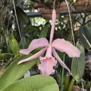 Cattleya maxima carnea 'Elegant Lady' (왜성종) 이미지