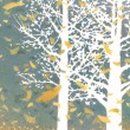 천과나무 이미지