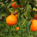 재식농장 이미지