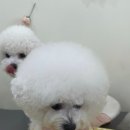 포우포우 반려견 유치원 이미지