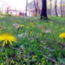 김두수「민들레」 이미지