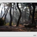 소나무숲 이미지