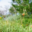 땅나리Lilium callosum Siebold &amp; Zucc. 이미지