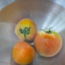 이레농장 | 이레농장 짭짤이 토마토 후기