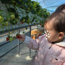 제일농장 | [딸기농장체험] 17개월 아기랑 양산 동방딸기 체험 후기