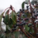 굴거리나무 열매, 줄사철나무 열매 이미지