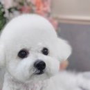 웰니스 펫 미용실 이미지