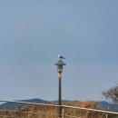 동숙목장 | 태안 안면도 여행코스 총정리｜2박3일 일정, 맛집·카페까지 다 알려드려요