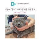 뭉치 - 동두천시 | 광명 동물병원) 고양이 "뭉치" 아포크린 낭종 제거 수술 후기