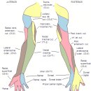 NUMBNESS AND TINGLING IN THE ARM 이미지