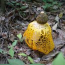 무등산버섯 이미지