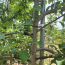 월정농장 이미지