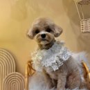 머즐(Muzzle) 이미지