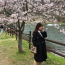 동구리 호수공원 | 3월 광주 근교 드라이브 하기 좋은 곳 동구리 호수공원 한강라면 강아지 동반 벚꽃 정보