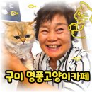 명품고양이카페 이미지