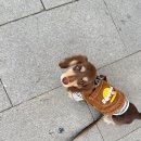 복슬 강아지 이미지