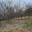 느티나무농원 이미지