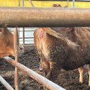 현태농장 | 한우 송아지 분만과 송아지 관리 / 한농대 한우 실습 일지