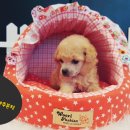 미스터 멍 애견샵 이미지