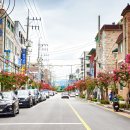 배롱나무거리 이미지