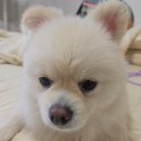 한양집 | 종로3가 삼겹살 ‘한양집’ 솔직후기 | 야장 낮술 + 강아지 동반 가능 (포장마차 2차까지)