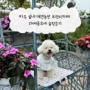 박사골 | 파주 실내 애견동반 브런치카페 라메종모네 솔직후기