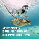 물고기(물과의 만남 | 보홀 발리카삭 호핑투어 내돈내산 후기 거북이 물고기 스노쿨링