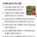 두암시장김치 이미지