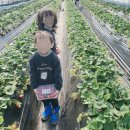 남양주 앙상블 딸기농장, 딸기 체험, 딸기잼 만들기, 아이들 체험 후기