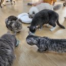 냥아치카페 이미지