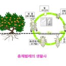 감귤 - 총채벌레류 이미지