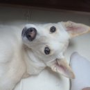안정제 | [강아지 차멀미] 강아지 안정제 가바펜틴 복용 후기
