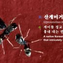 🕷️🐜 산개미거미(Myrmarachne formicaria) 🌿🐜 개미를 정교하게 흉내 내는 한국 자생종 이미지