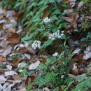 궁궁이[ Apiaceae (미나리과) ＞ Angelica (당귀속) ＞ polymorpha (궁궁이)] 이미지