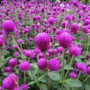 꽃차와 산야초 이미지