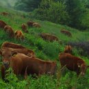 한우목장 이미지