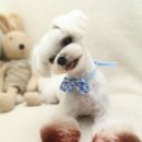 동동 애견 미용 이미지