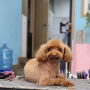 넘버원트리머 이미지