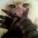 퍼피스프링 강서점 이미지