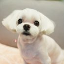 애견미용실 바비펫 이미지