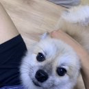 빽다방인천SK리더스뷰