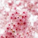 노래로 배우는 우쿨렐레 이미지