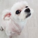 금쪽같은내새끼 동물병원 이미지
